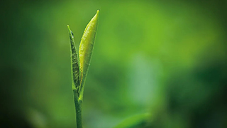 這片樹葉，改變了世界！