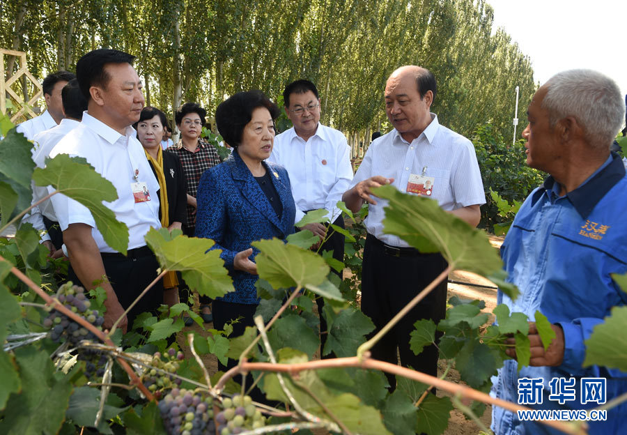 8月9日，中共中央政治局委員、中央統(tǒng)戰(zhàn)部部長(zhǎng)、中央代表團(tuán)副團(tuán)長(zhǎng)孫春蘭率中央代表團(tuán)三分團(tuán)，先后赴內(nèi)蒙古自治區(qū)烏海市、阿拉善盟看望各族干部群眾。這是孫春蘭在烏海市漢森酒業(yè)集團(tuán)的葡萄種植園了解葡萄種植情況。新華社記者 任軍川 攝