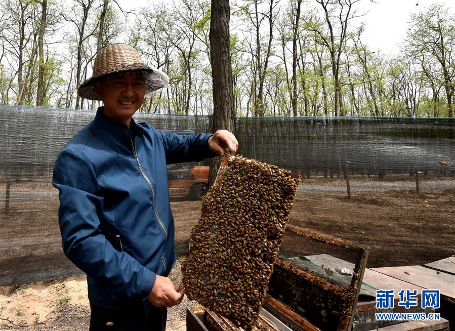（在習(xí)近平新時(shí)代中國特色社會主義思想指引下——新時(shí)代新氣象新作為·圖文互動(dòng)）（4）河南民權(quán)：三代造林人接力68年播綠黃河故道