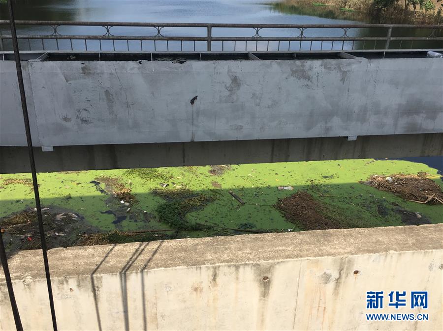 （新華視點(diǎn)·圖文互動(dòng)）（2）上游洪水來(lái)襲下游魚(yú)蟹死亡，泄洪為何變泄污？