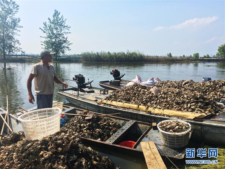 （新華視點(diǎn)·圖文互動(dòng)）（1）上游洪水來(lái)襲下游魚(yú)蟹死亡，泄洪為何變泄污？