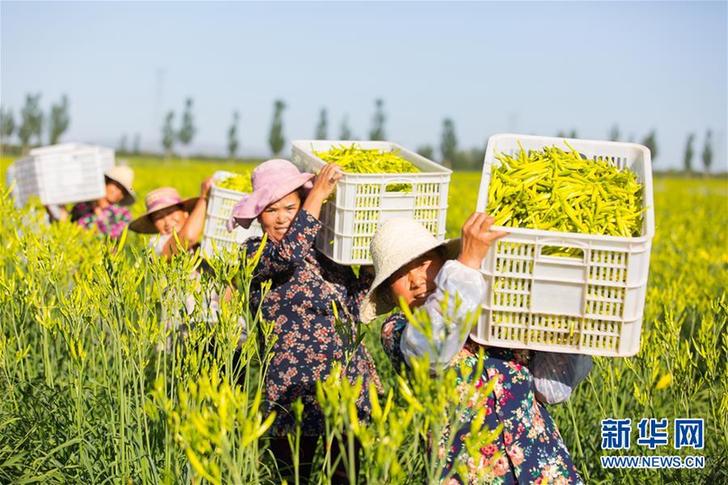 （在習近平新時代中國特色社會主義思想指引下——新時代新作為新篇章·鄉(xiāng)村振興戰(zhàn)略·圖文互動）（1）一株忘憂草，萬家喜眉梢——山西省大同市云州區(qū)黃花產(chǎn)業(yè)扶貧觀察