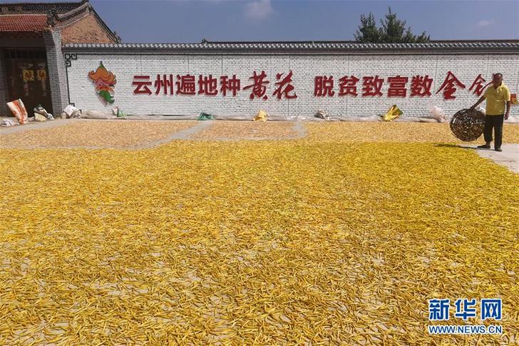 （在習近平新時代中國特色社會主義思想指引下——新時代新作為新篇章·鄉(xiāng)村振興戰(zhàn)略·圖文互動）（2）一株忘憂草，萬家喜眉梢——山西省大同市云州區(qū)黃花產(chǎn)業(yè)扶貧觀察