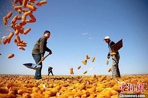 資料圖。農(nóng)民揮動鐵锨晾曬玉米，使得滿地盡帶“黃金甲”，成為一道靚麗的風(fēng)景線。趙琳 攝