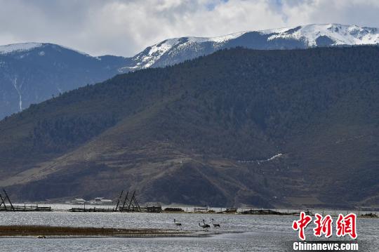 圖為在納帕海濕地棲息的候鳥。　劉冉陽 攝