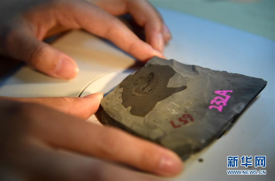 （新華全媒頭條·圖文互動(dòng)）（8）探尋5億年前“生命大爆炸”之奧秘——中國(guó)科學(xué)家發(fā)現(xiàn)寒武紀(jì)“化石寶庫”清江生物群紀(jì)實(shí)