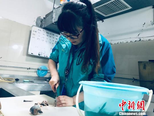 于雅麗在餌料操作間，準(zhǔn)備著動(dòng)物們的食物?！“瑧c龍 攝