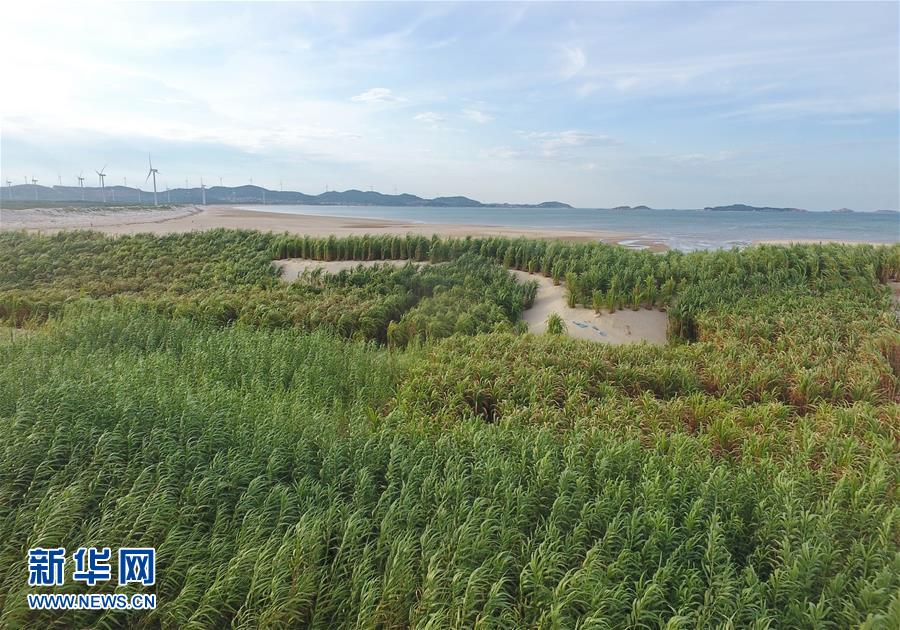 （不忘初心、牢記使命·圖文互動）（2）拳拳寸草心 濃濃報國情——記“菌草之父”林占熺