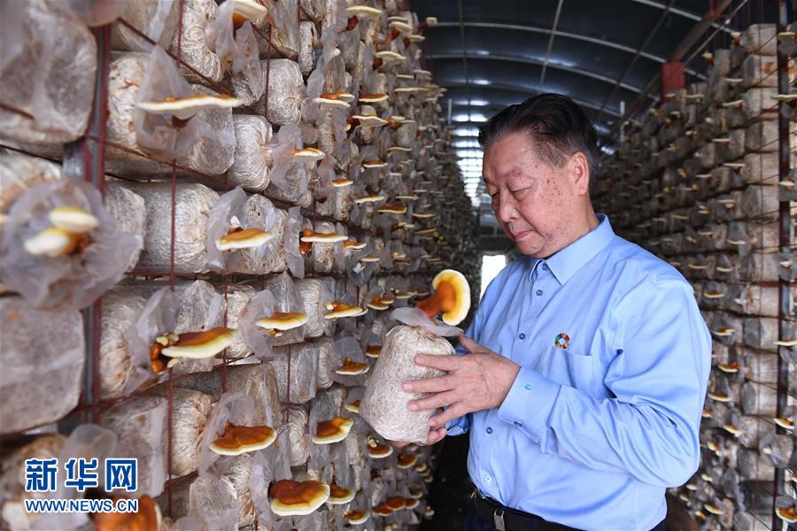 （不忘初心、牢記使命·圖文互動）（1）拳拳寸草心 濃濃報國情——記“菌草之父”林占熺