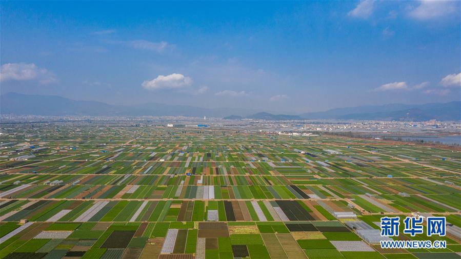 （抓好春耕備耕 穩(wěn)住農(nóng)業(yè)生產(chǎn)·圖文互動(dòng)）（5）“栽種的是菜苗，收獲的是希望”——云南蔬菜集散地通?？h春耕見聞 
