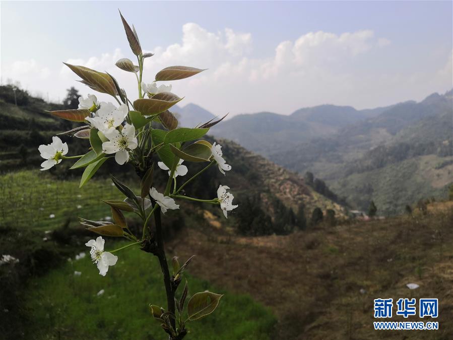 （決戰(zhàn)決勝脫貧攻堅(jiān)·圖文互動）（1）寄相思，償夙愿——5封清明“家書”里的決戰(zhàn)決勝信念