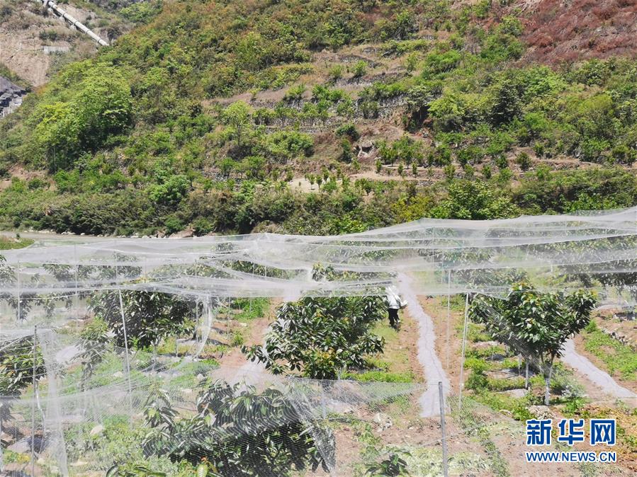 （決戰(zhàn)決勝脫貧攻堅(jiān)·圖文互動）（4）野奶角又見春天