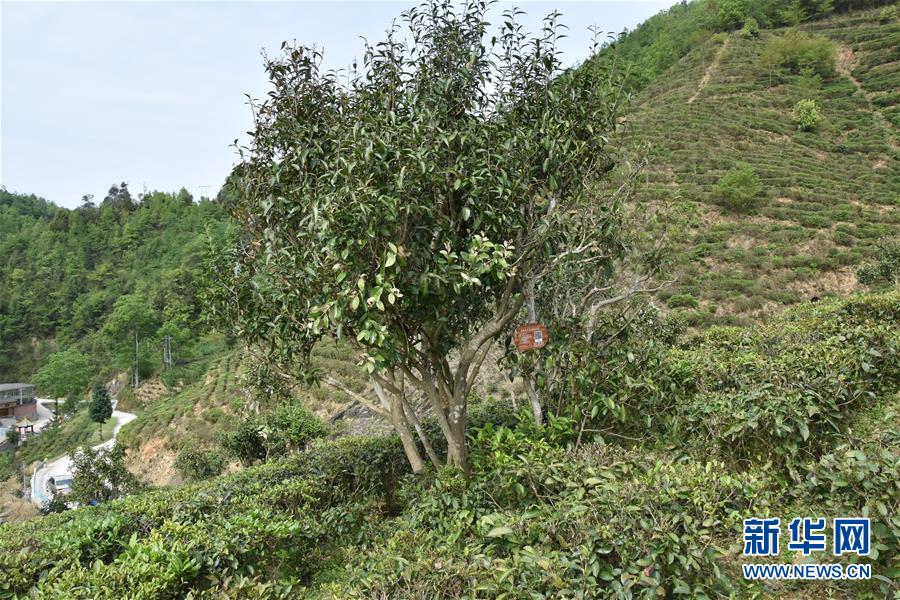 (圖片互動)(2)再訪貴州極貧鄉(xiāng)鎮(zhèn)看“四變”