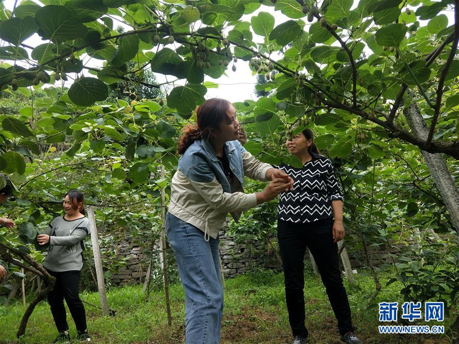 （新華全媒頭條·圖文互動(dòng)）（10）初夏，循著總書(shū)記的腳步探訪產(chǎn)業(yè)扶貧新事