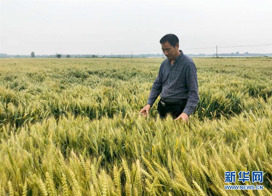 （在習(xí)近平新時代中國特色社會主義思想指引下——新時代新作為新篇章·習(xí)近平總書記關(guān)切事·圖文互動）（1）新農(nóng)事、新希望——夏收前田間新動態(tài)掃描
