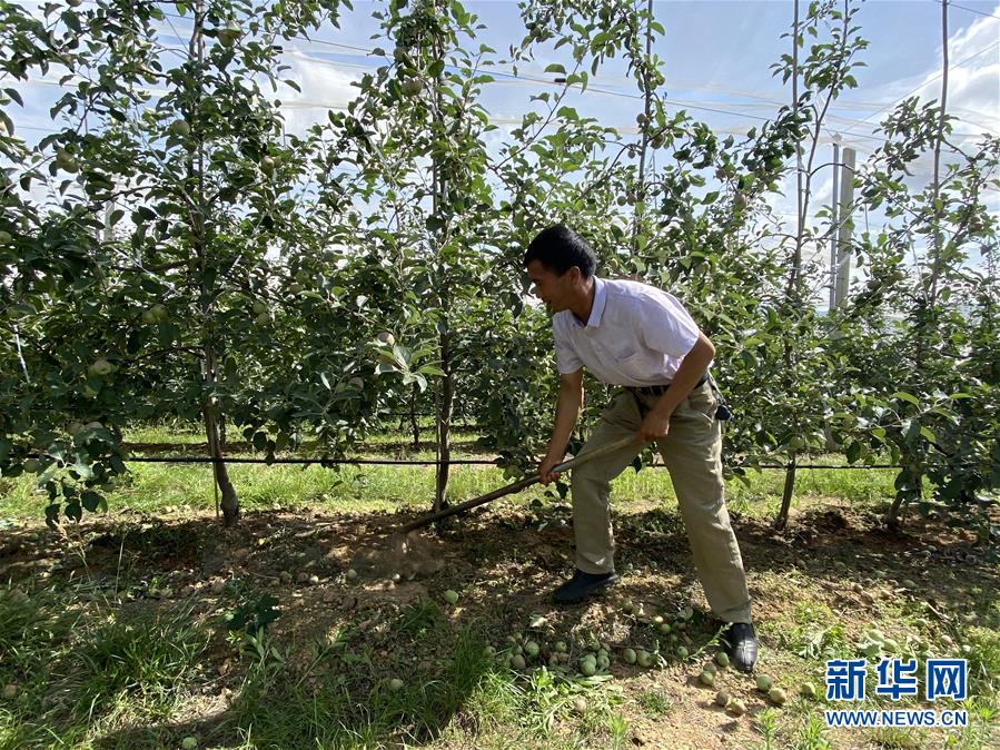 （決戰(zhàn)決勝脫貧攻堅·圖文互動）（1）高原紅了，日子好了——貴州海拔最高縣發(fā)展蘋果產(chǎn)業(yè)見聞