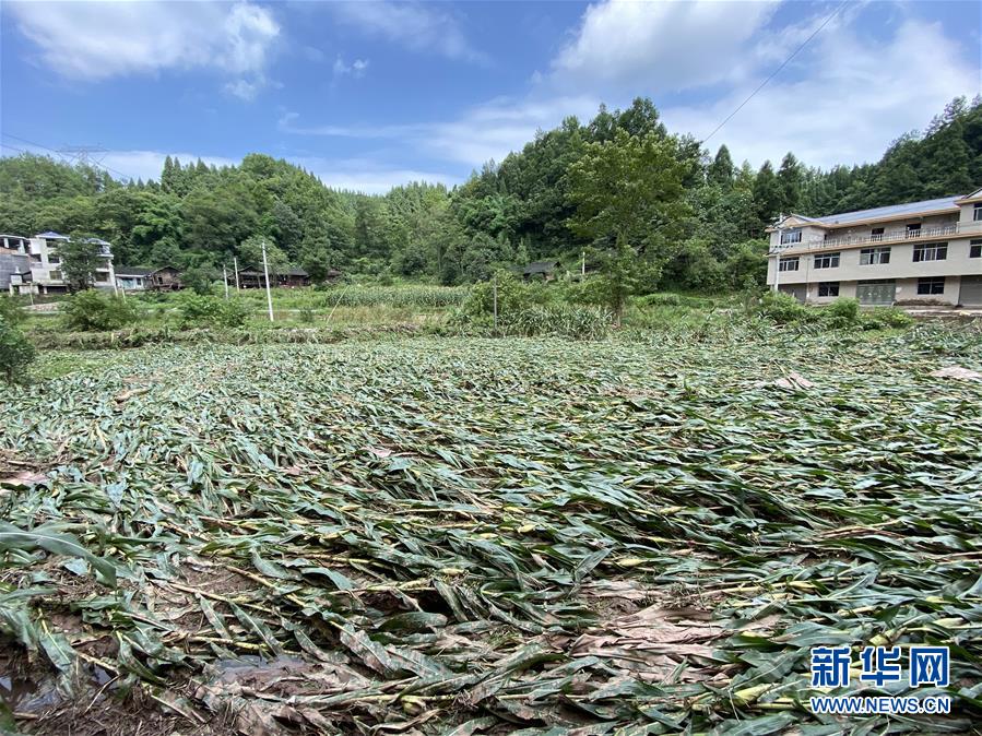 （防汛抗洪·圖文互動(dòng)）（4）山洪襲來前，澧水河畔大轉(zhuǎn)移