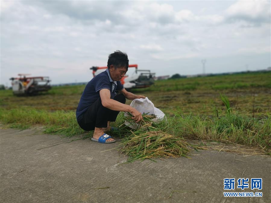 （新華視點(diǎn)·聚焦餐桌外的浪費(fèi)·圖文互動(dòng)）（1）顆粒歸倉(cāng)為何難實(shí)現(xiàn)？我國(guó)糧食收割環(huán)節(jié)損失驚人