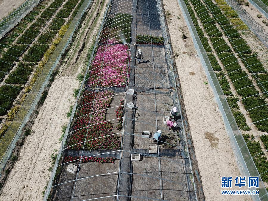 （新華全媒頭條·走向我們的小康生活·圖文互動）（1）“苦甲”不再，“甘味”綿長——脫貧攻堅的甘肅味道
