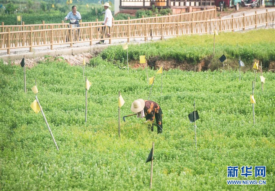 （新華全媒頭條·走向我們的小康生活·圖文互動(dòng)）（9）特殊之年，荊楚大地書(shū)寫(xiě)不平凡的答卷