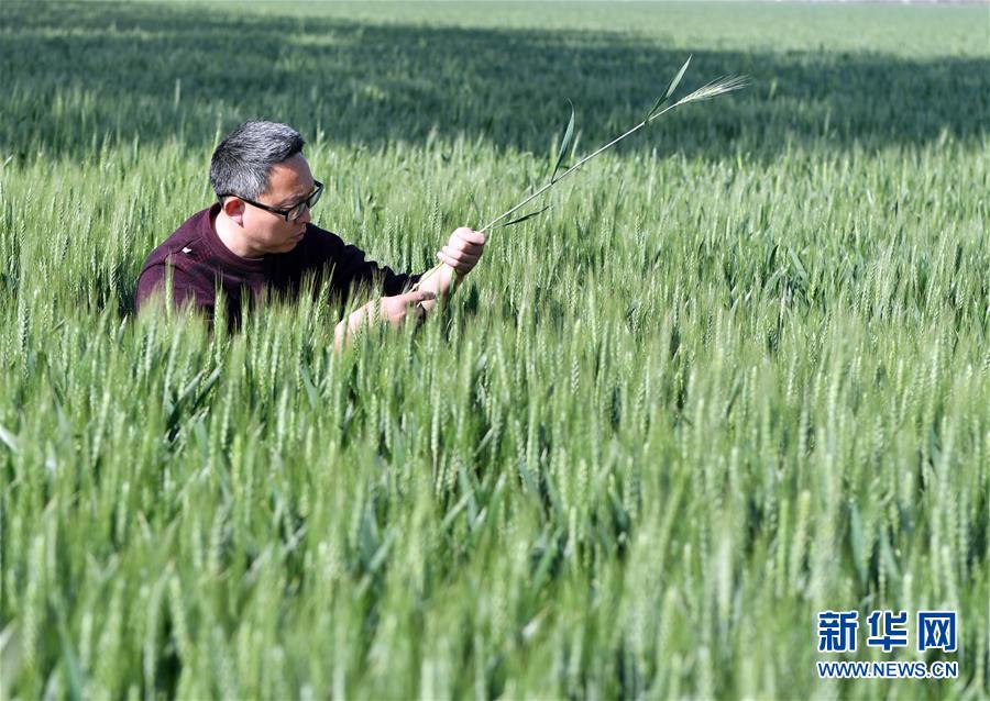 （在習(xí)近平新時(shí)代中國特色社會(huì)主義思想指引下——新時(shí)代新作為新篇章·習(xí)近平總書記關(guān)切事·圖文互動(dòng)）（5）新農(nóng)事、新希望——夏收前田間新動(dòng)態(tài)掃描
