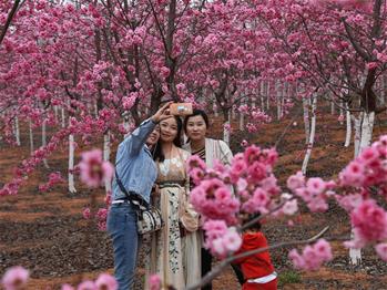 櫻花漫山，一份14年的等待