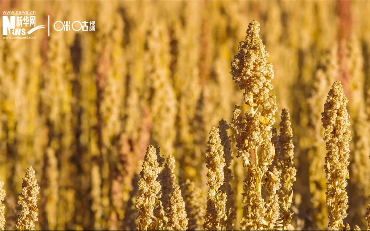 藜麥有極強的環(huán)境適應能力和低成本、高回報的種植模式