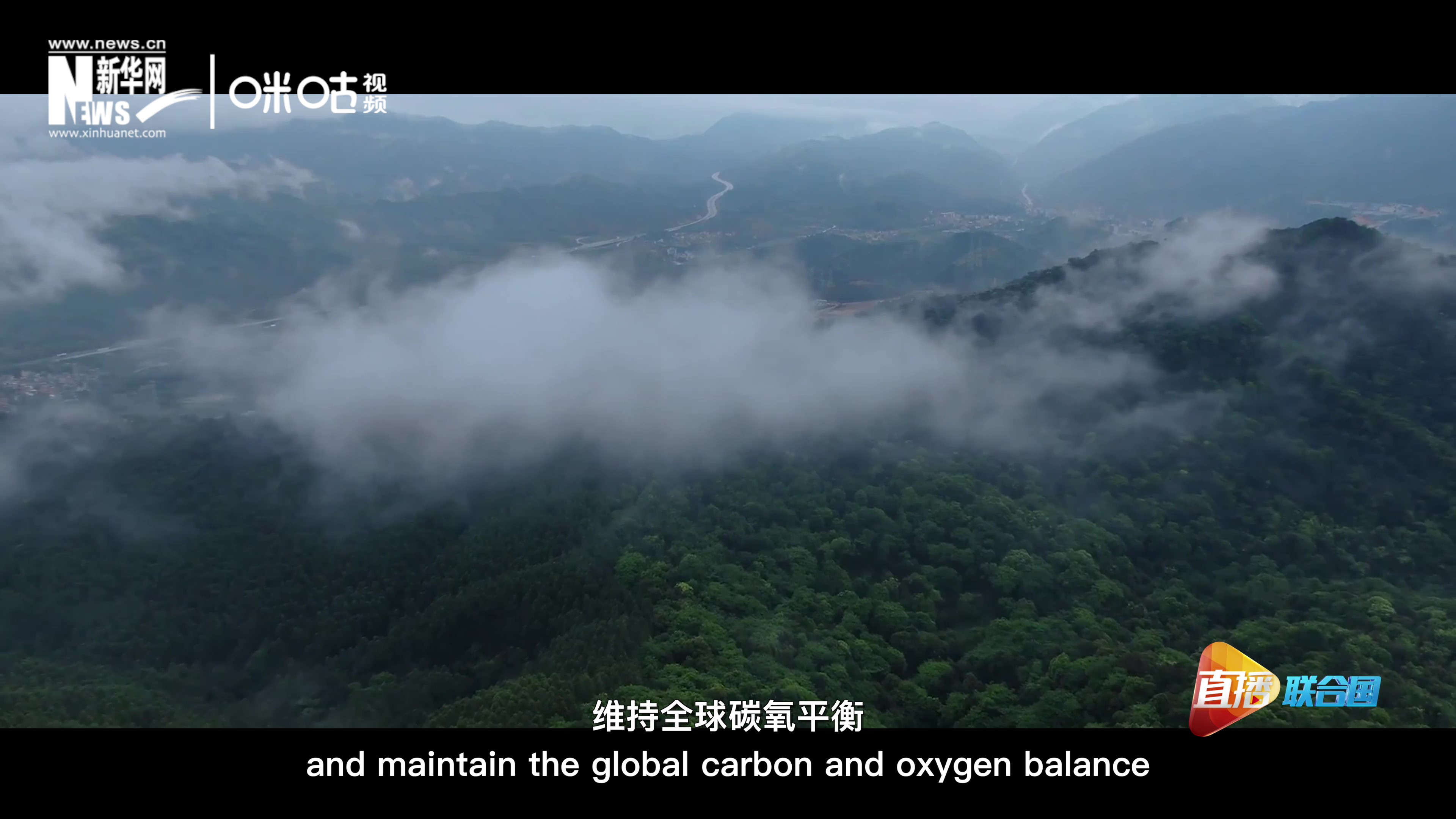 森林的碳匯可以協(xié)助減緩氣候變化，維持全球碳氧平衡