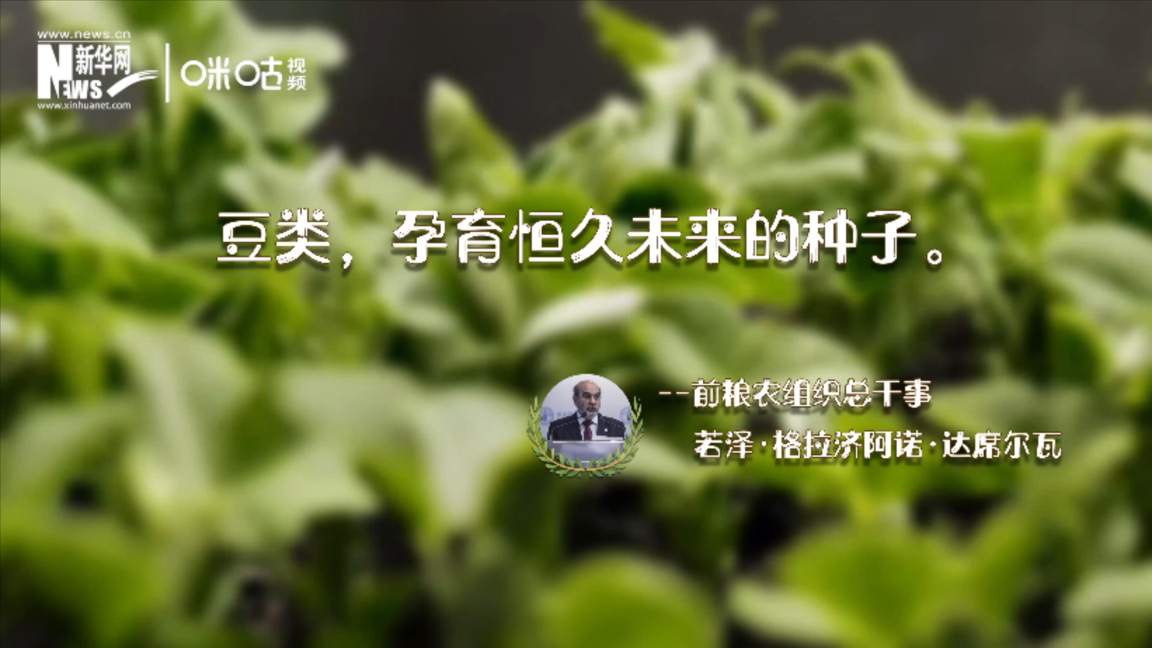 豆類，孕育恒久未來的種子