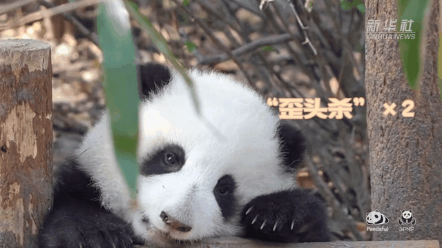 請注意，前方有滾滾發(fā)起近距離“歪頭殺”