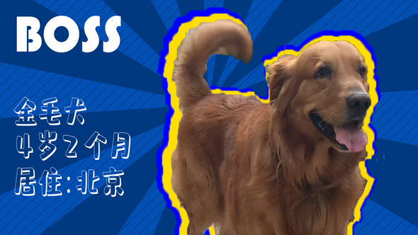 有效拴繩&科學遛狗——如何文明養(yǎng)犬？“撿屎官”們快看過來！