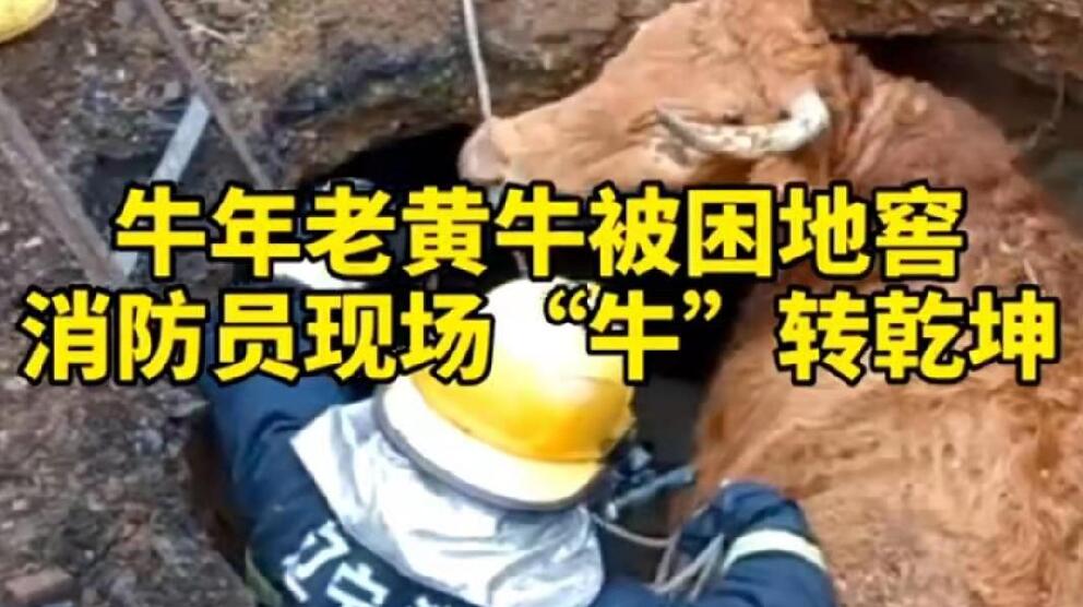 牛年老黃牛被困地窖，消防員現(xiàn)場(chǎng)“牛”轉(zhuǎn)乾坤！