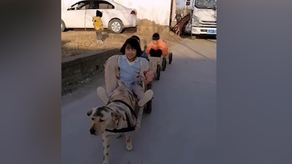 男子給孩子做縮小版小火車，家里的狗狗做動(dòng)力拉著孩子上學(xué)