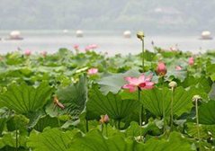 G20峰會(huì)的杭州名片